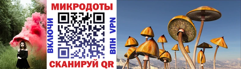 купить  сайты  Цоци-Юрт  мега tor  Псилоцибиновые грибы Psilocybe 